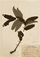 藏品(食茱萸)的圖片